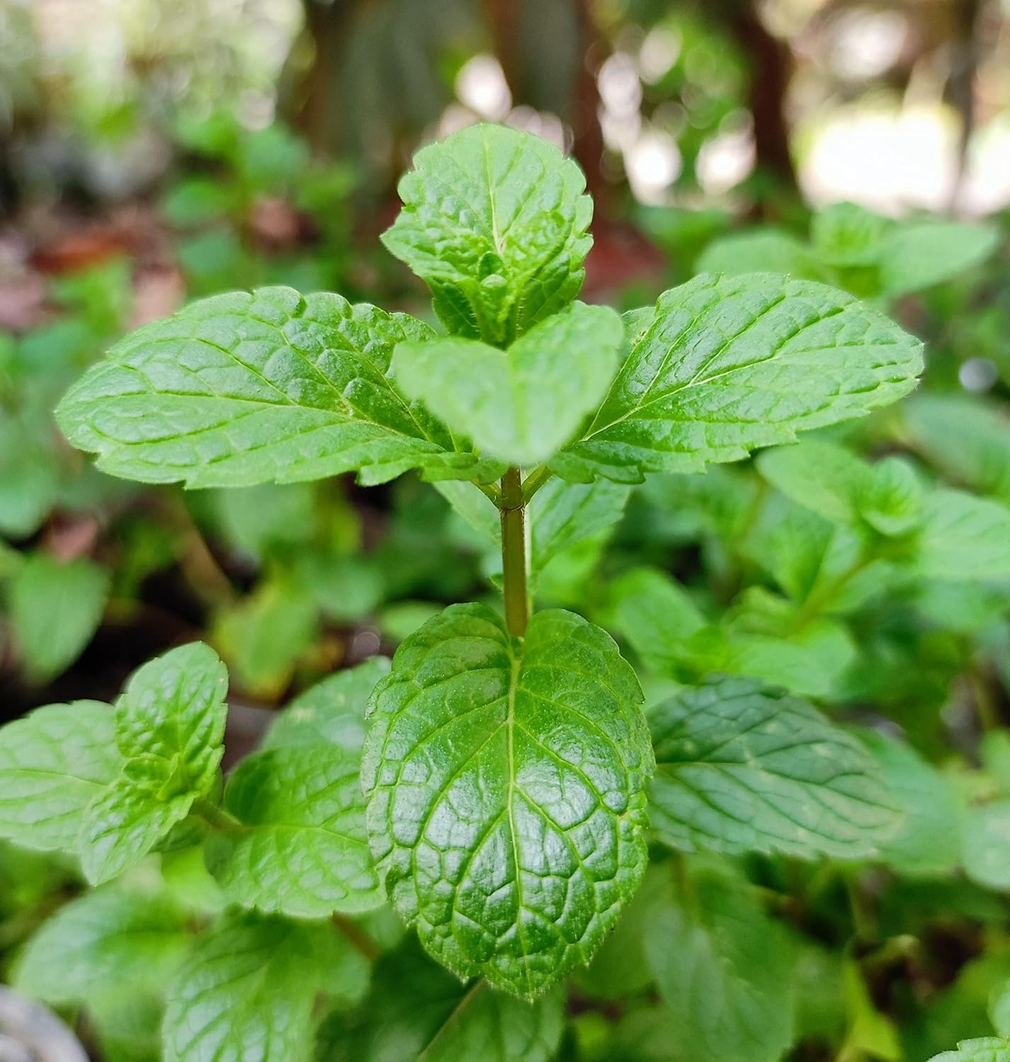 Mint Plant – نبات النعناع