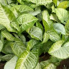 Arrowhead Plant - نبات رأس السهم