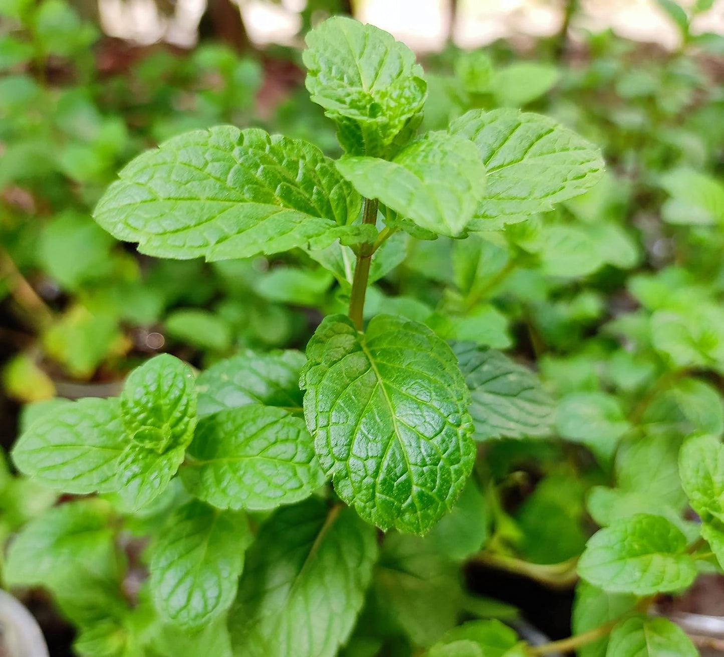 Mint Plant – نبات النعناع