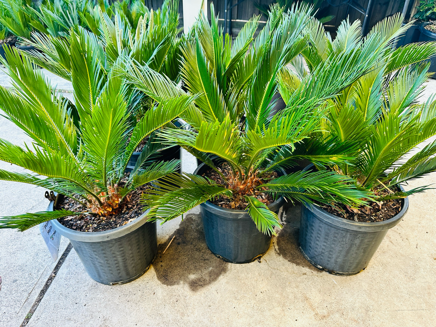 Cycas Revoluta
