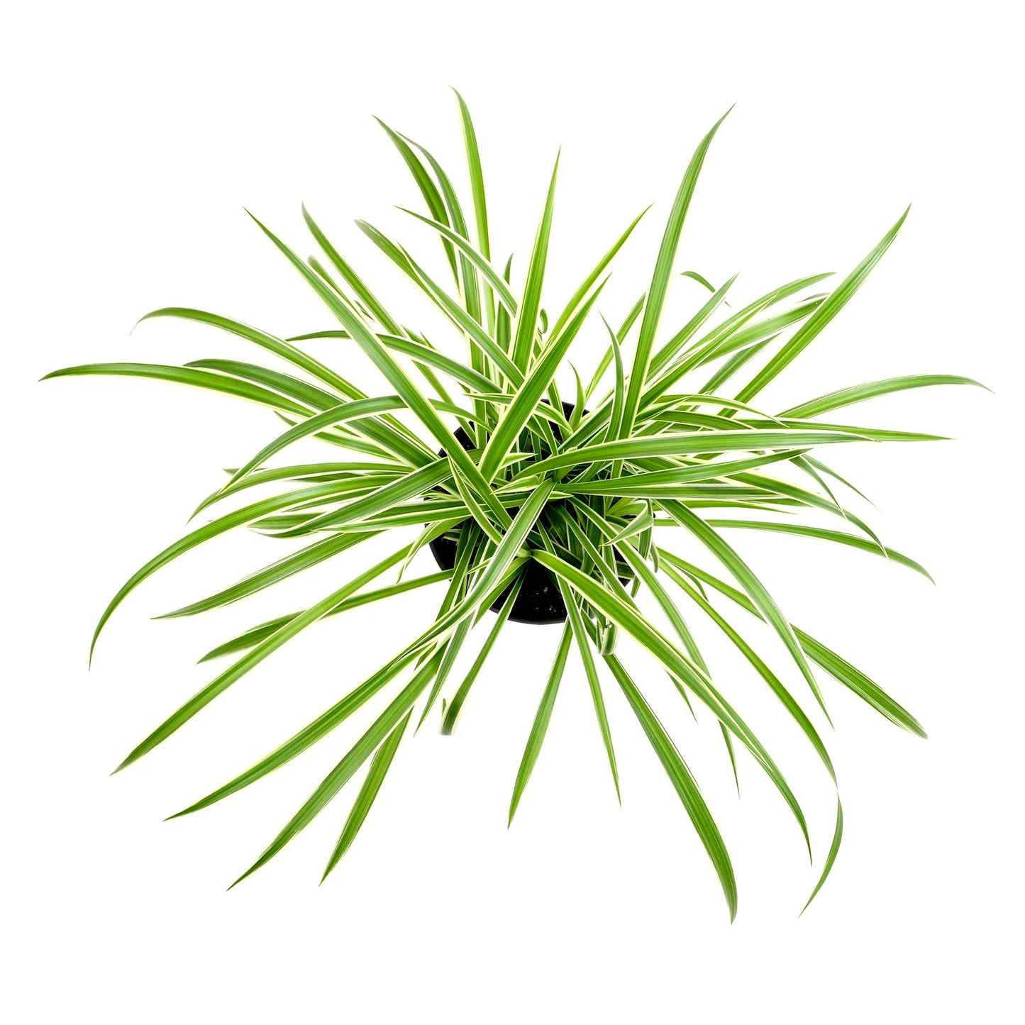 Spider Plant (نبات عنكبوت)