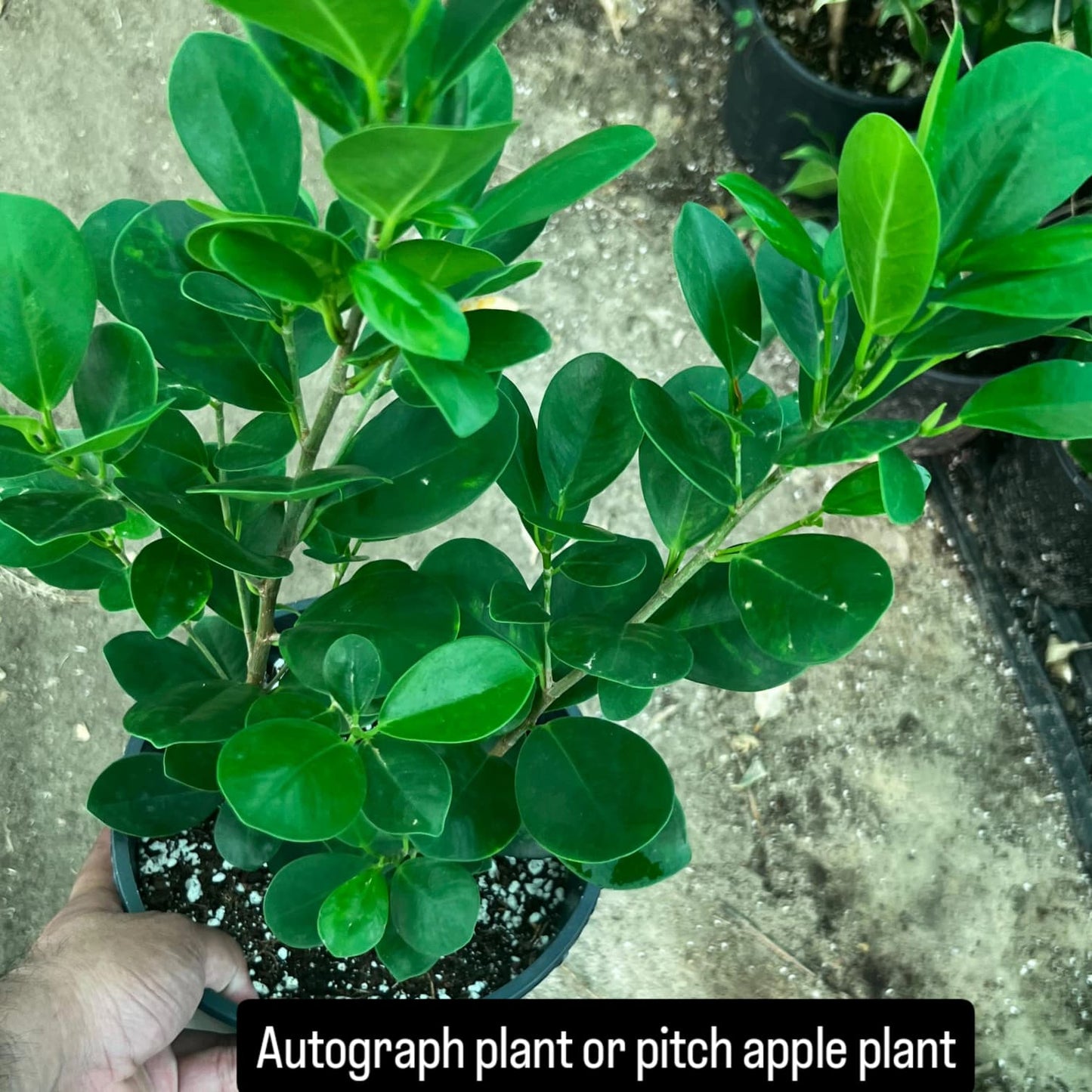 Autograph Plant or Pitch Apple Plant - نبتة توقيع أو نبتة تفاح القار