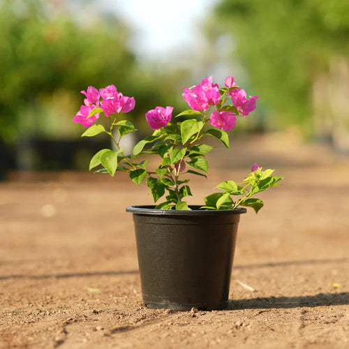Bougainvillea – The Colorful Queen of the Tropics -الجهنمية