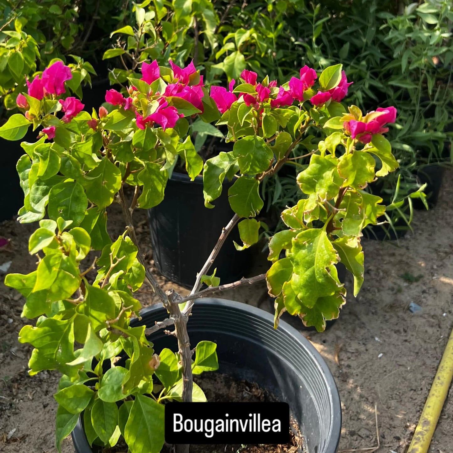 Bougainvillea – The Colorful Queen of the Tropics -الجهنمية