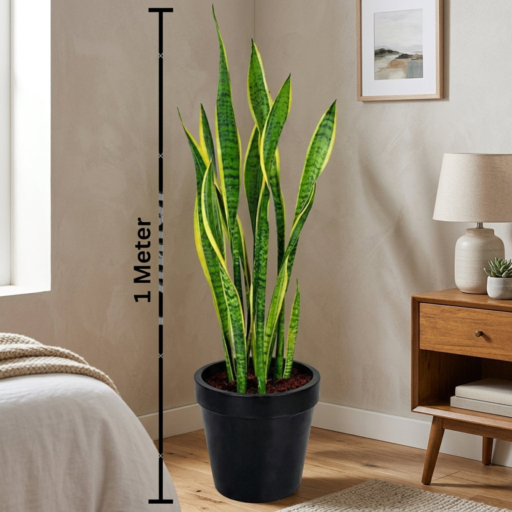 snake plant in arabic Snake Plants-نباتات الثعبان