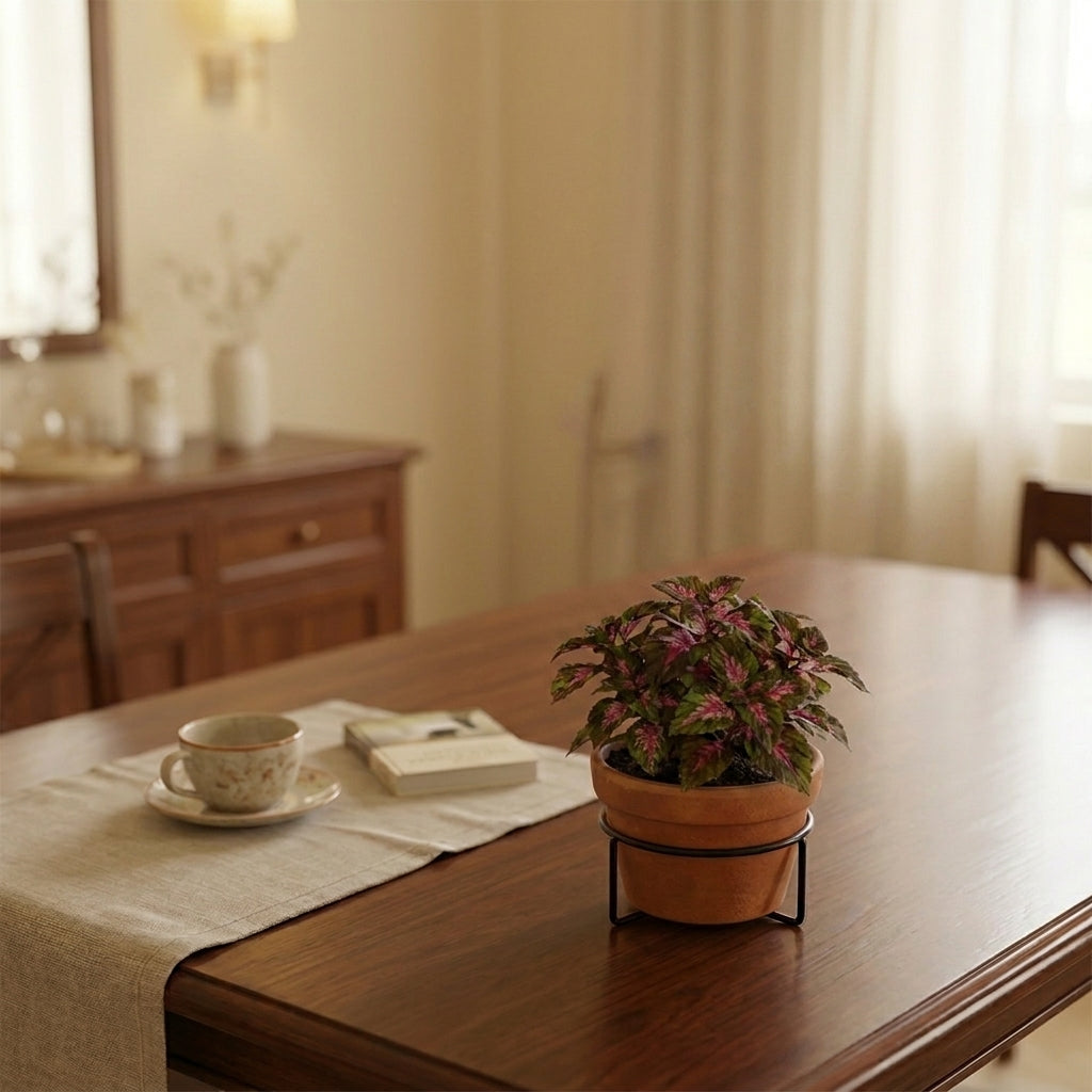 Coleus Table Plant – نبات الكوليوس الملون
