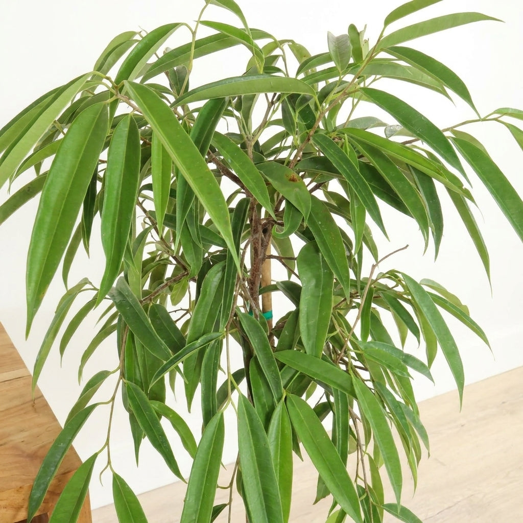 Ficus ‘Alii’ – فيكس علي