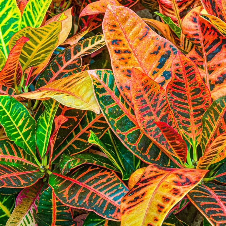 Garden Croton – نبات الكروتون