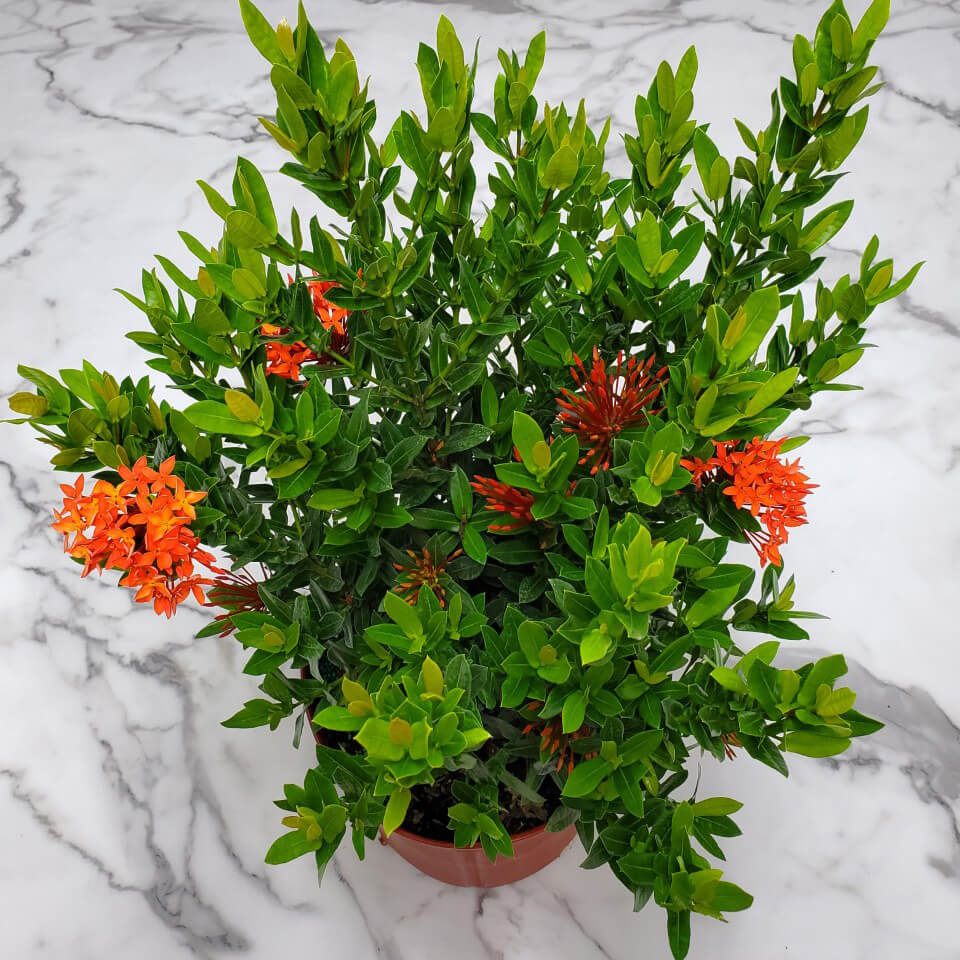 Ixora Plant – The Flame of the Woods-نبات اكسورا