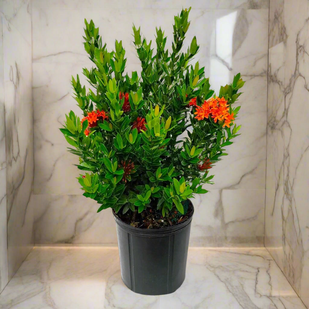 Ixora Plant – The Flame of the Woods-نبات اكسورا