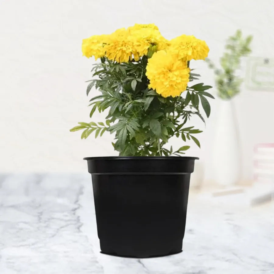 Marigold Plant – Nature’s Golden Glow