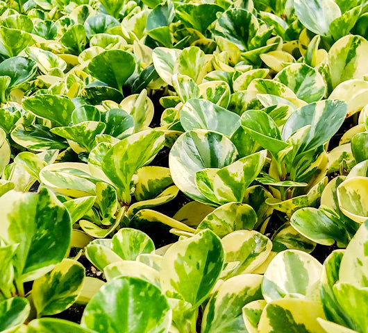 Glossy-leaved Peperomia-بيبيروميا ذات الأوراق اللامعة