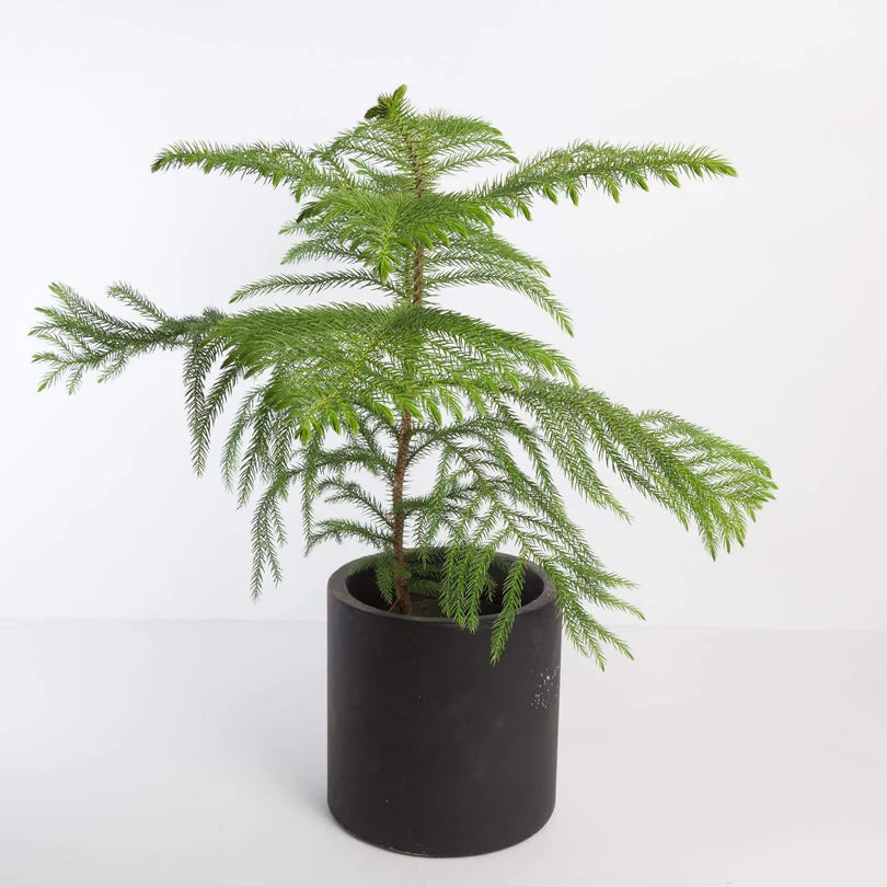 Island Pine شجرة كوكسي أيلتد نيات داخلي