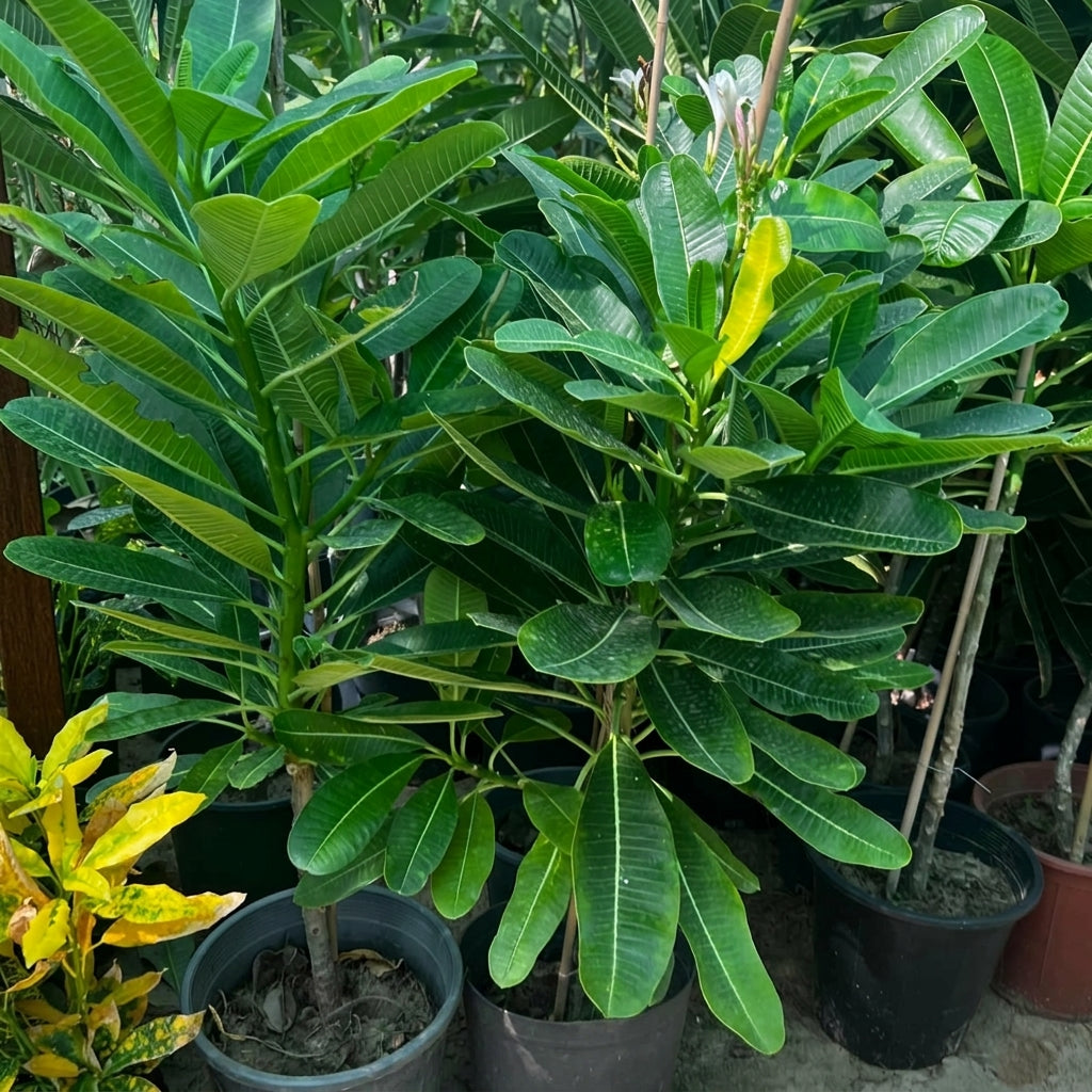 Singapore Plumeria – White Frangipani | بلوميريا سنغافوري البيضاء