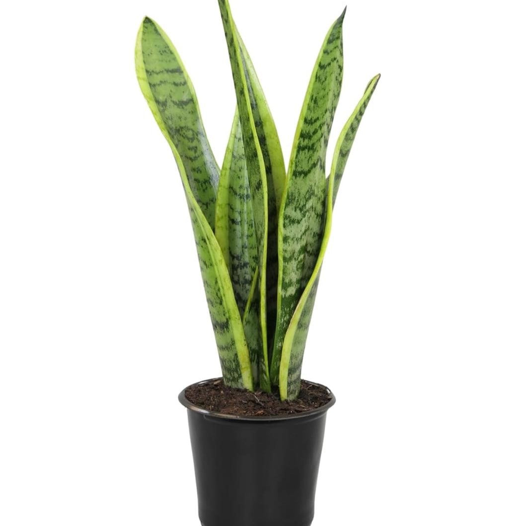 Snake Plants-نباتات الثعبان