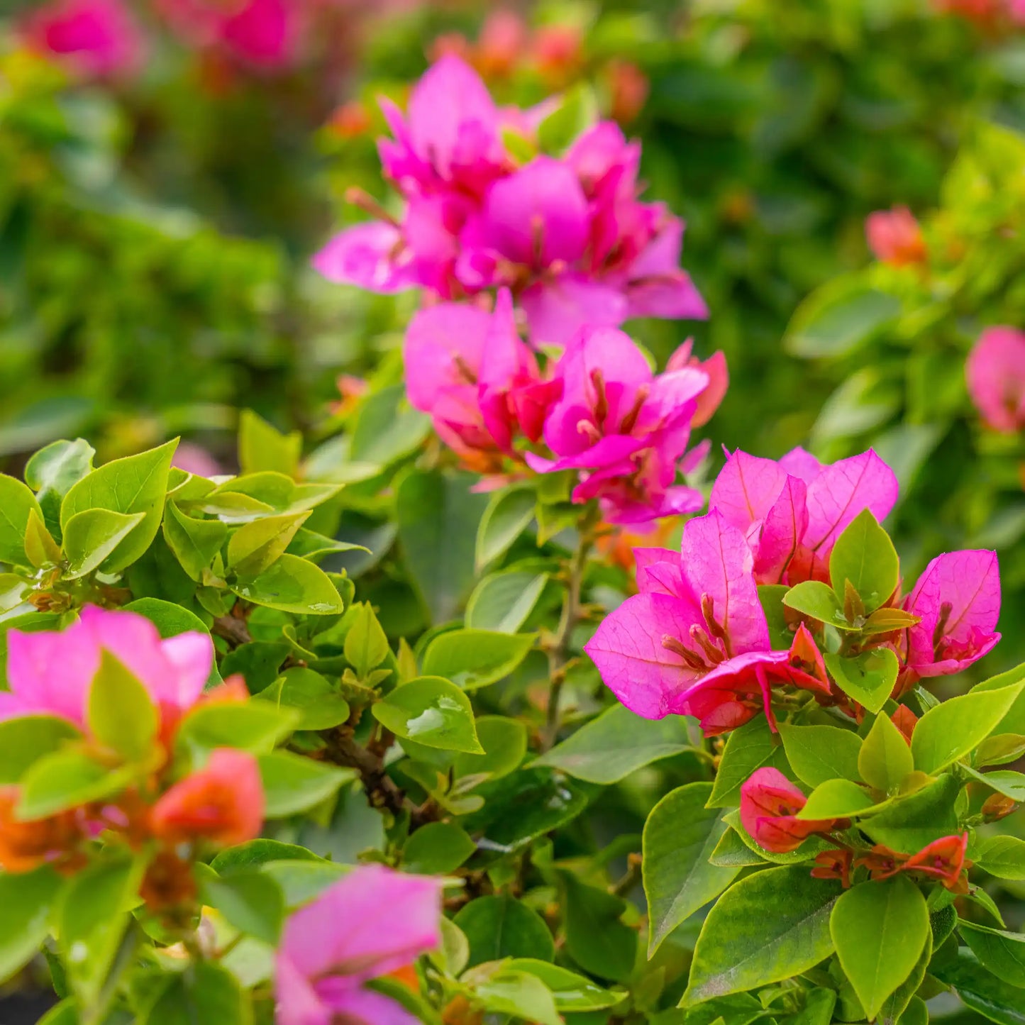 Bougainvillea – The Colorful Queen of the Tropics -الجهنمية