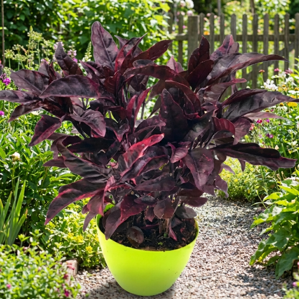 Purple False Eranthemum