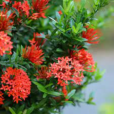 Ixora Plant – The Flame of the Woods-نبات اكسورا