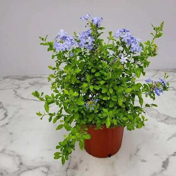 Blue plumbago البلومباغو