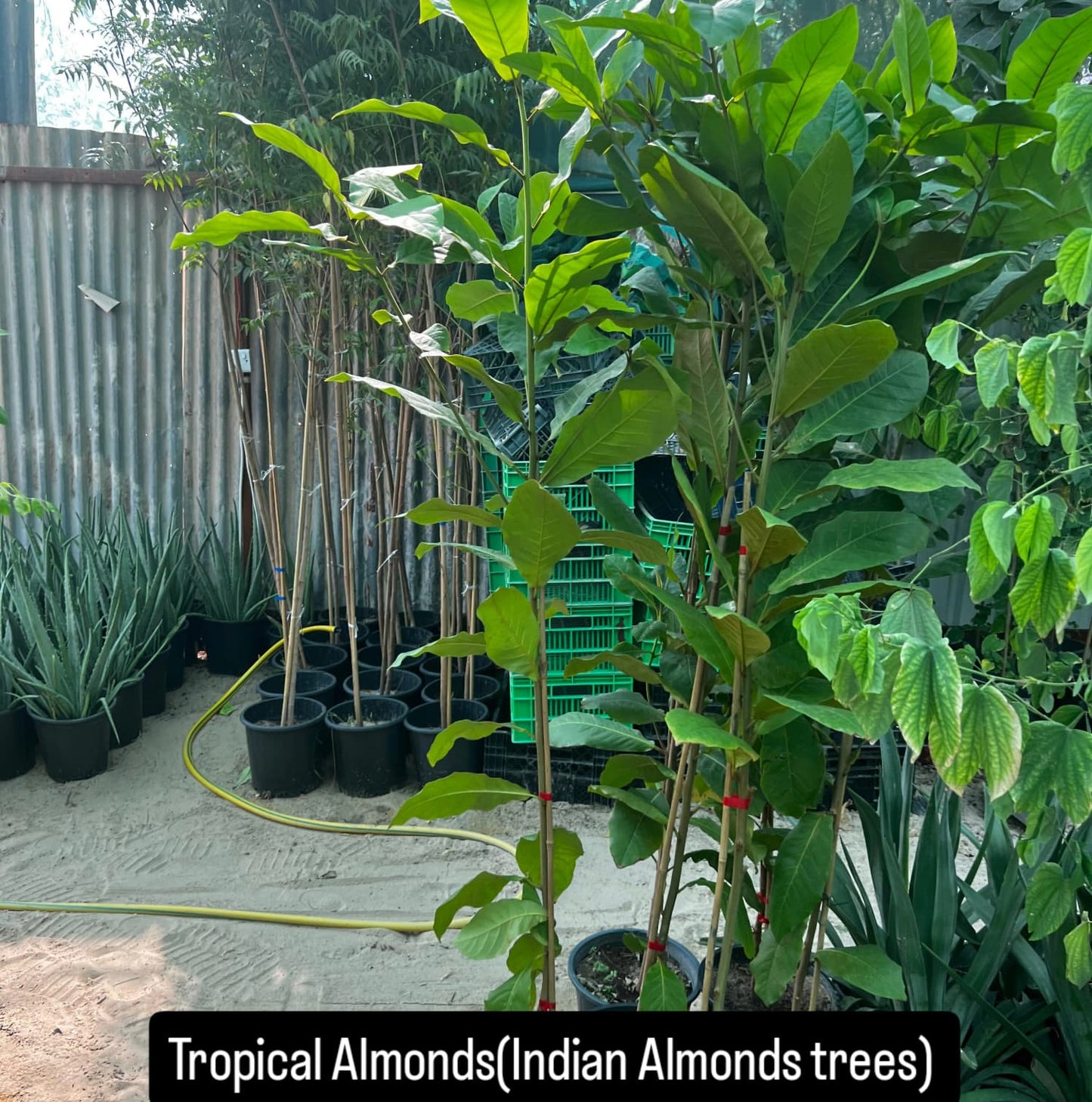 Tropical Almond (Indian Almond Tree) شجرة اللوز الهندية