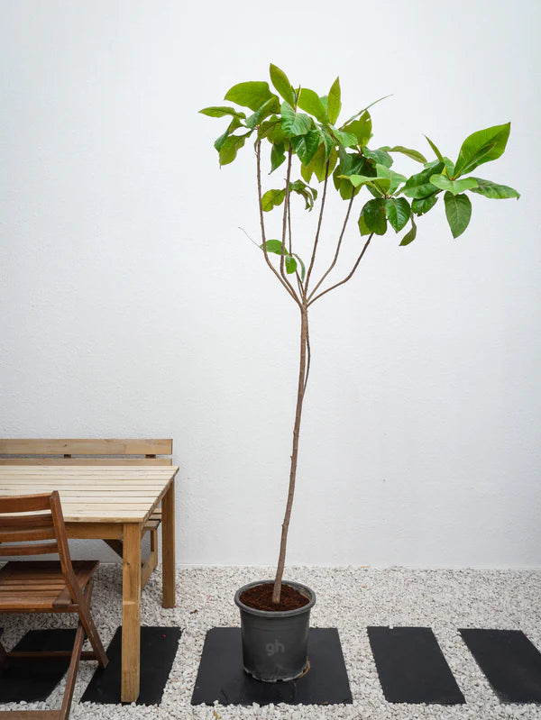 Tropical Almond (Indian Almond Tree) شجرة اللوز الهندية