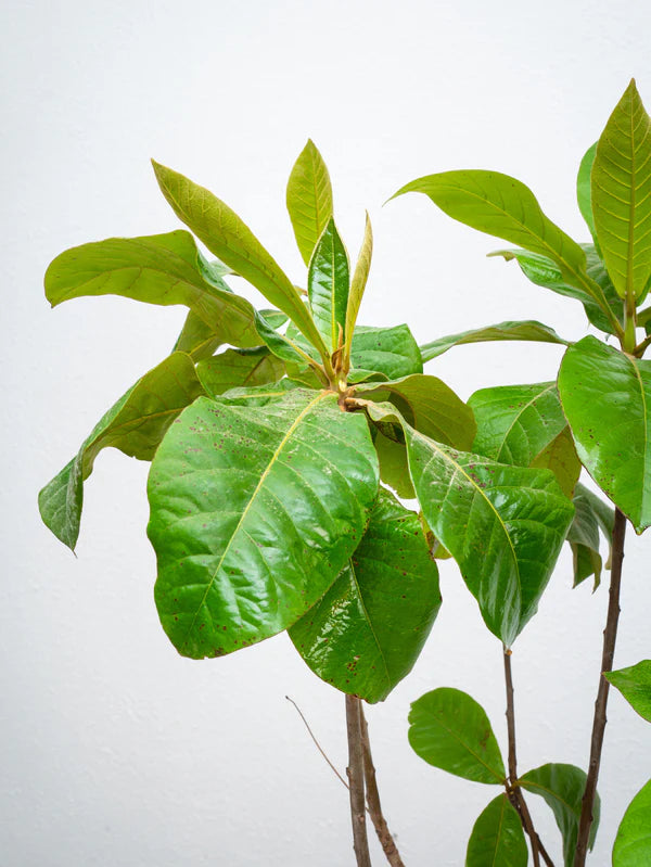 Tropical Almond (Indian Almond Tree) شجرة اللوز الهندية