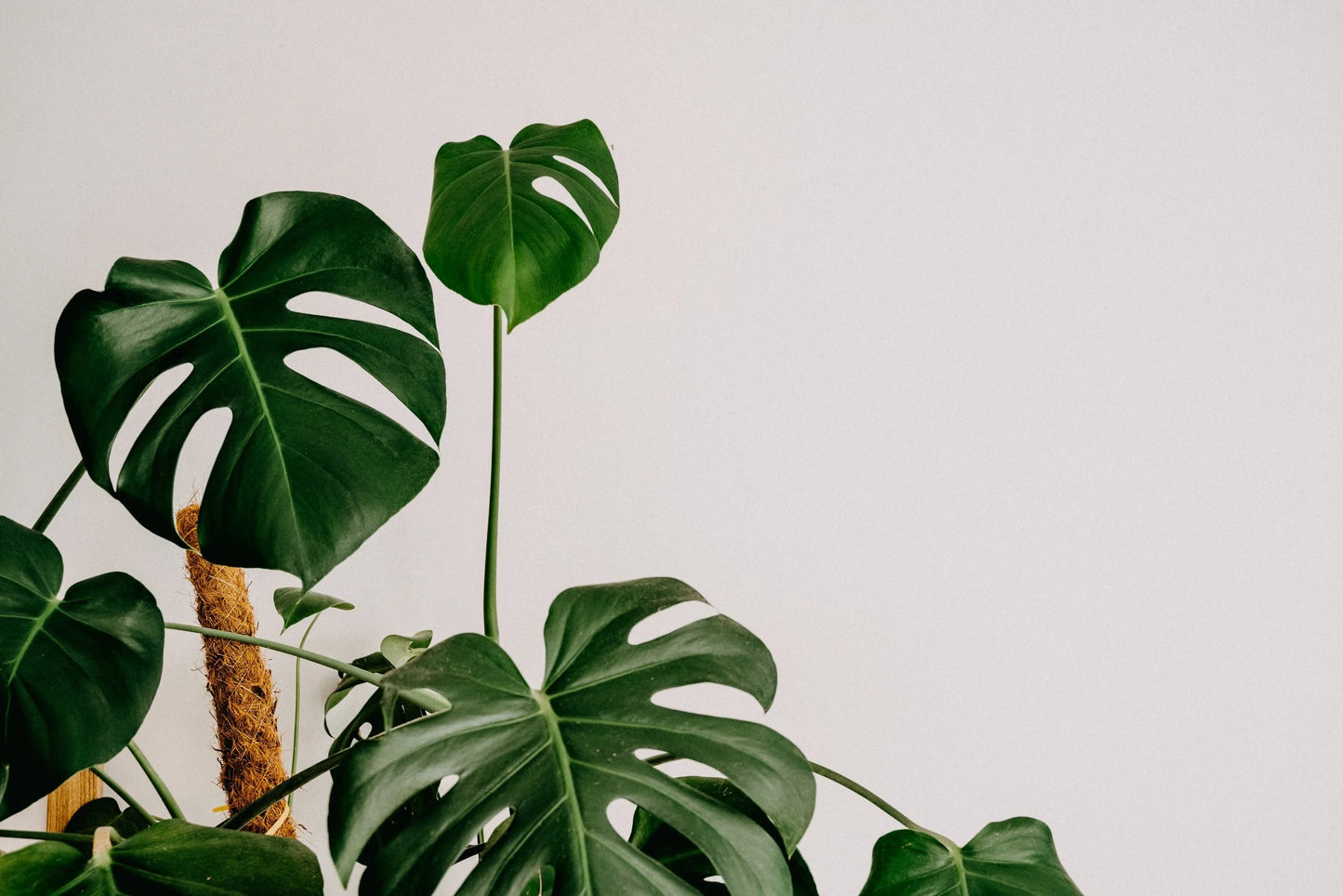 Monstera deliciosa (نبات القفص الصدري)