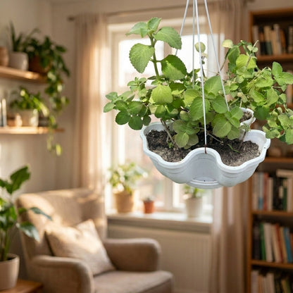 Plectranthus amboinicus – Cuban Oregano | Tropical Medicine Plant