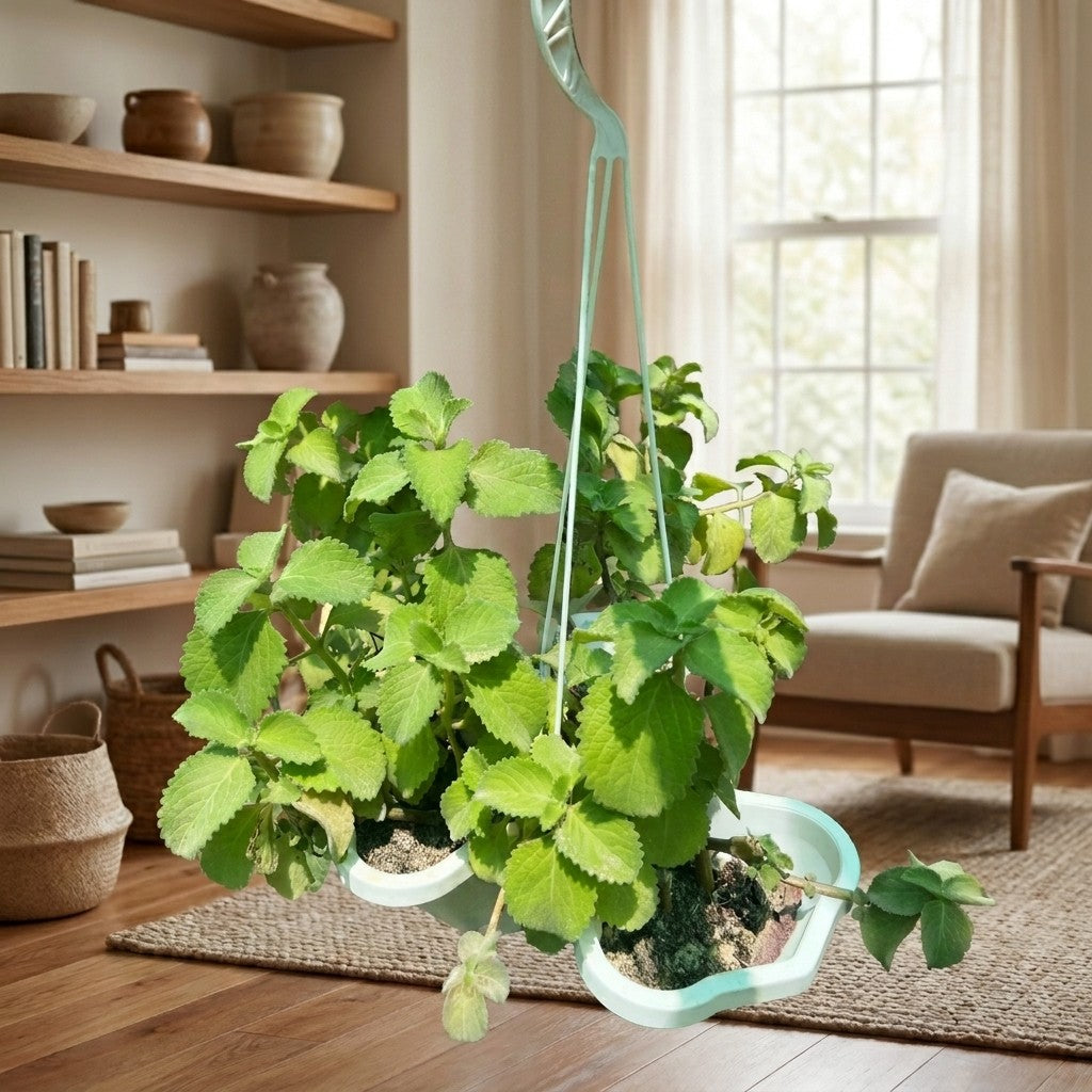 Plectranthus amboinicus – Cuban Oregano | Tropical Medicine Plant