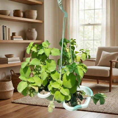 Plectranthus amboinicus – Cuban Oregano | Tropical Medicine Plant
