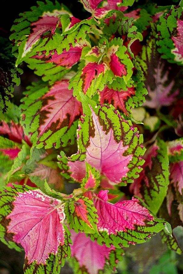 Superfine Rainbow Color Pride قوس قزح