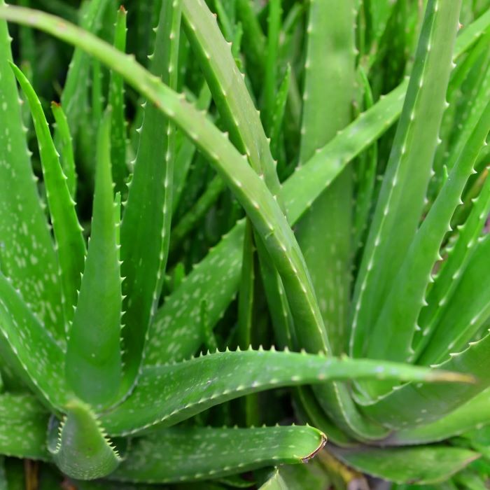 Aloe Vera Plant - Organic Plant - صبار الألوفيرا
