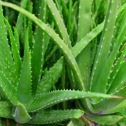 Aloe Vera Plant - Organic Plant - صبار الوفيرا