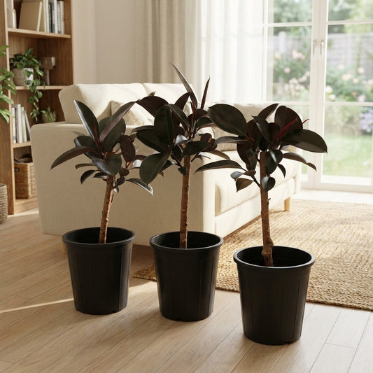 Ficus Elastica ‘Burgundy’ – Rubber Plant | فيكس إيلاستيكا بورغندي