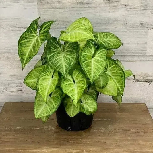 Arrowhead Plant - نبات رأس السهم