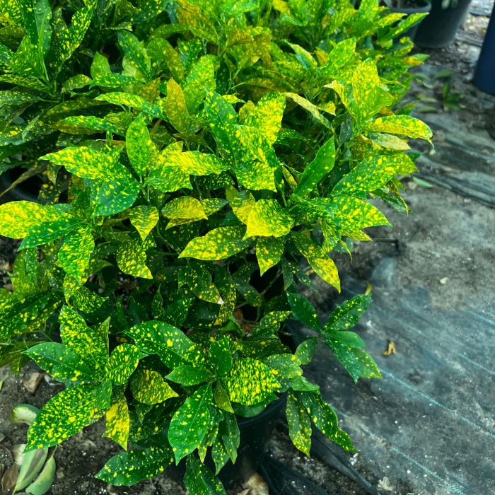 Gold Dust Plant – The Speckled Jewel of the Garden -غبار الذهب