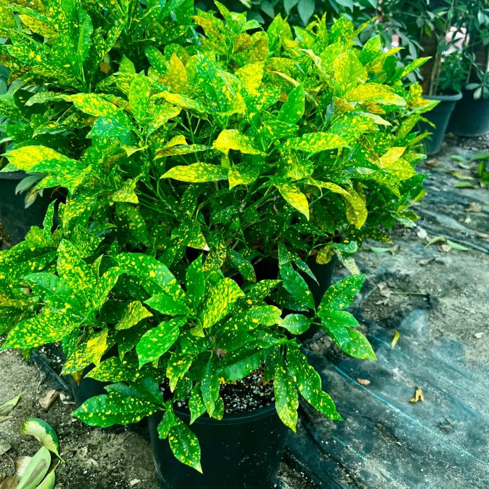 Gold Dust Plant – The Speckled Jewel of the Garden -غبار الذهب