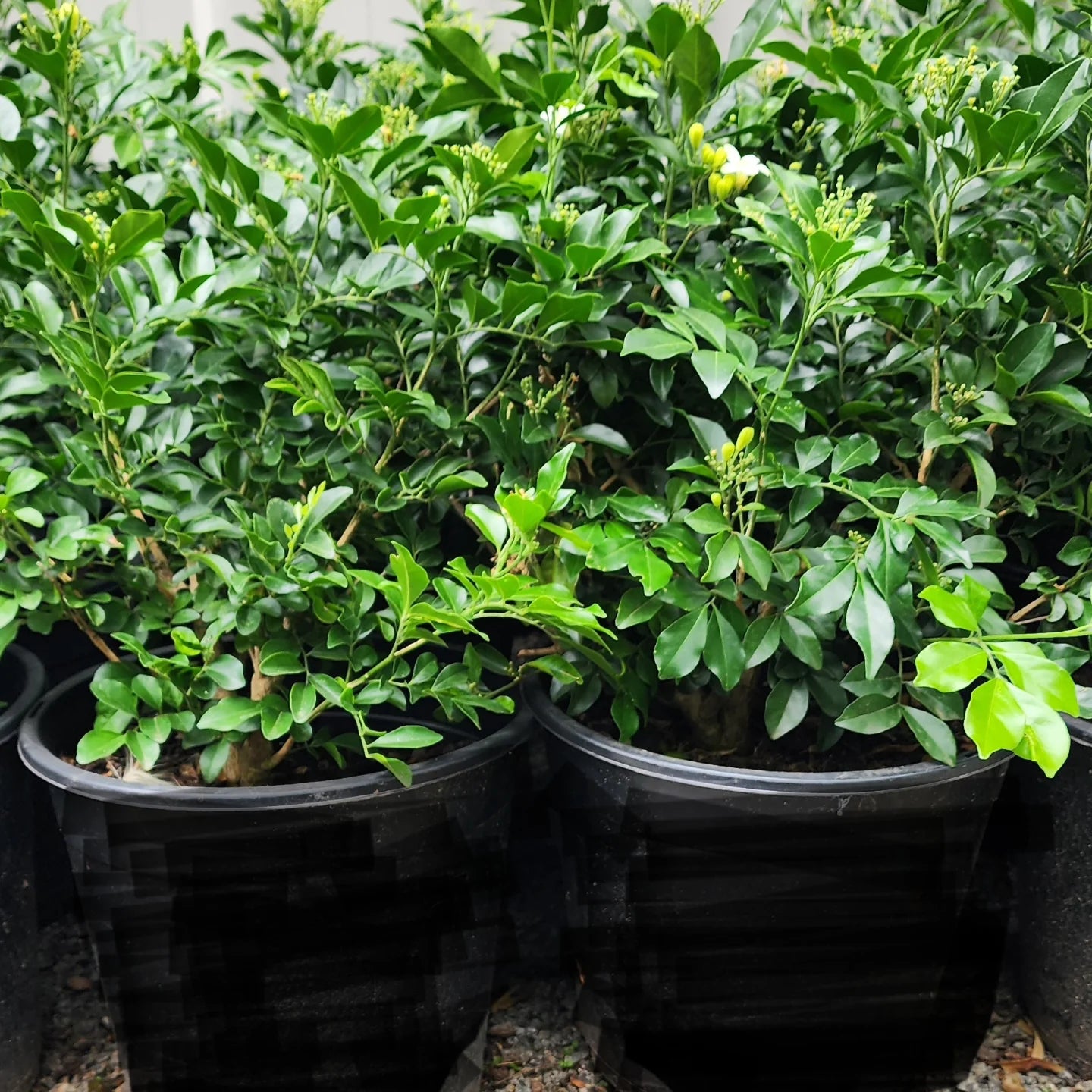 Orange Jasmine – The Fragrant Jewel of the Tropics-برتقال ياسمين