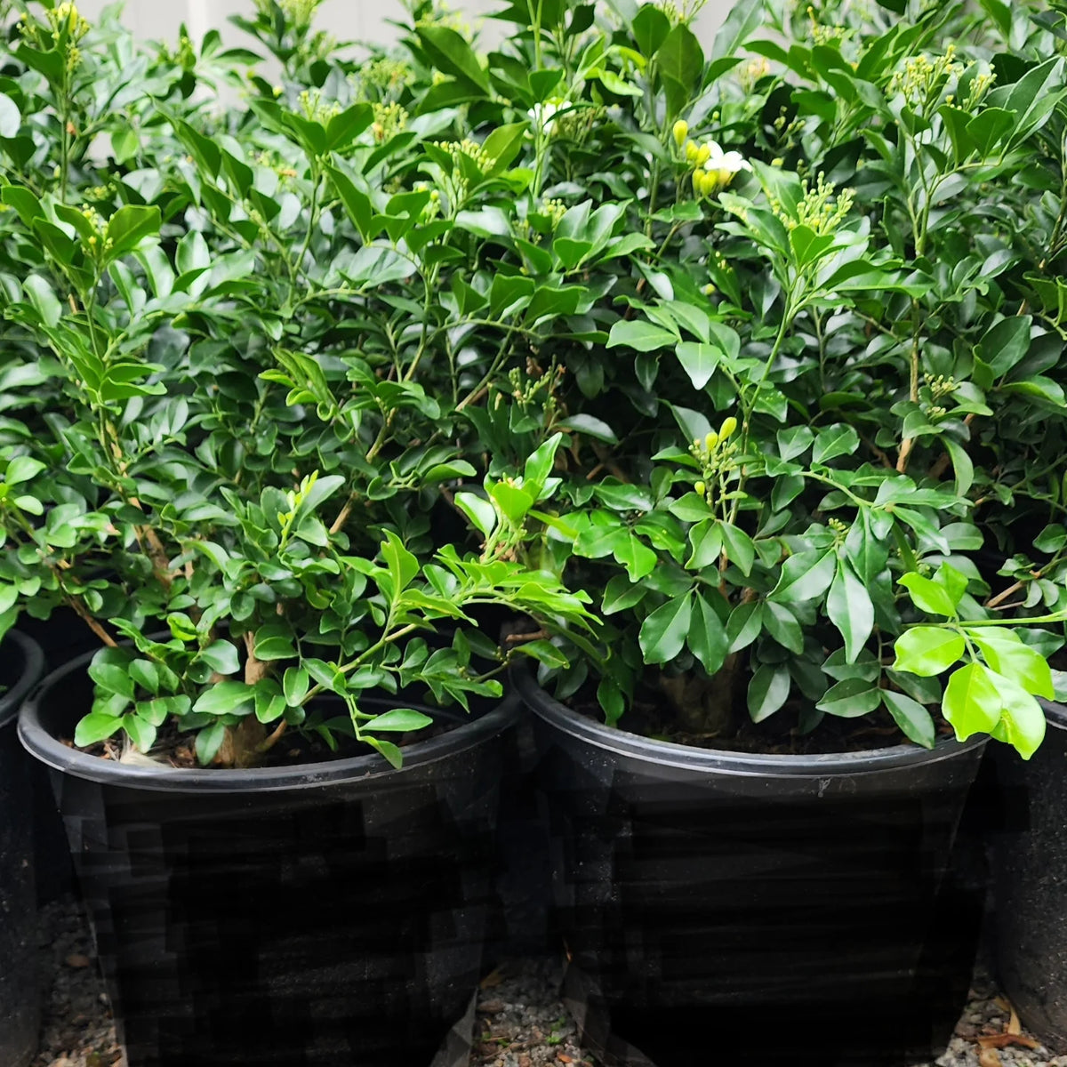 Orange Jasmine – The Fragrant Jewel of the Tropics-برتقال ياسمين