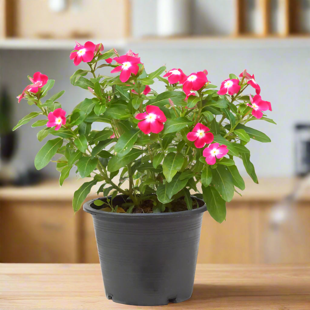 Madagascar Periwinkle – The Blossoming Healer-زهرة البنفسج مدغشقر