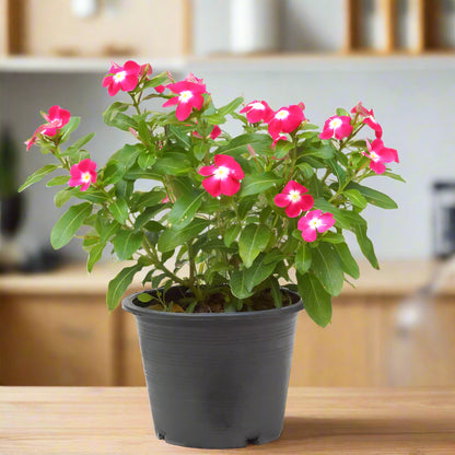 Madagascar Periwinkle – The Blossoming Healer-زهرة البنفسج مدغشقر