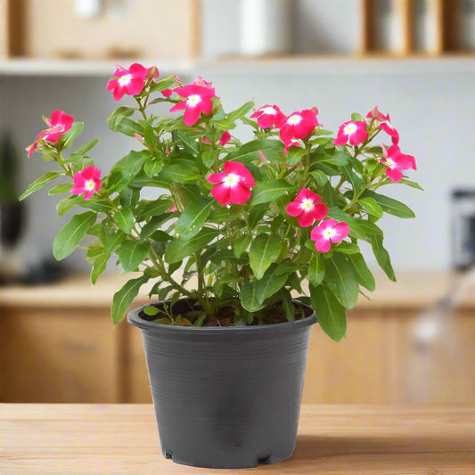 Madagascar Periwinkle – The Blossoming Healer-زهرة البنفسج مدغشقر