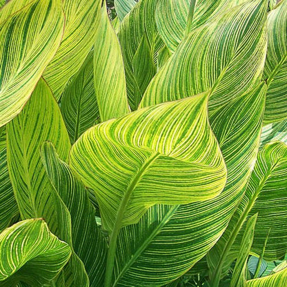 Canna lily (indian shot) - نبات زنبق القنا (اللقطة الهندية)