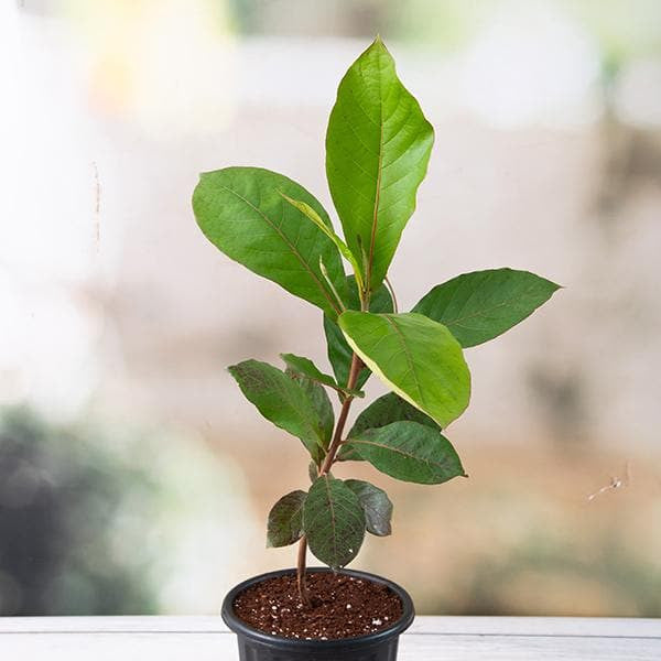 Tropical Almond (Indian Almond Tree) شجرة اللوز الهندية