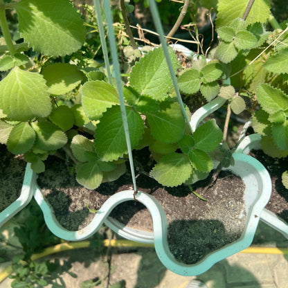 Plectranthus amboinicus – Cuban Oregano | Tropical Medicine Plant
