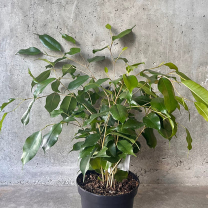 Ficus benjamina – The Graceful Weeping Fig -فيكوس بنيامينا