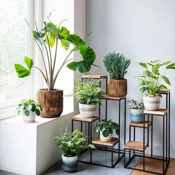 Indoor Plants