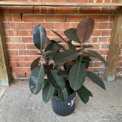 Ficus Elastica ‘Burgundy’ – Rubber Plant | فيكس إيلاستيكا بورغندي