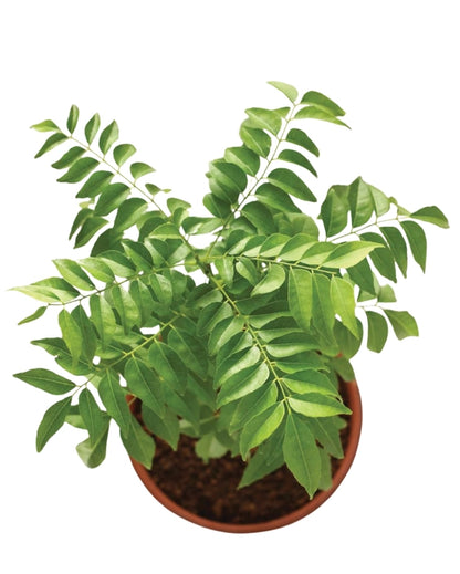 Curry Leaves Plant – Nature’s Aromatic Gift-نبات أوراق الكاري