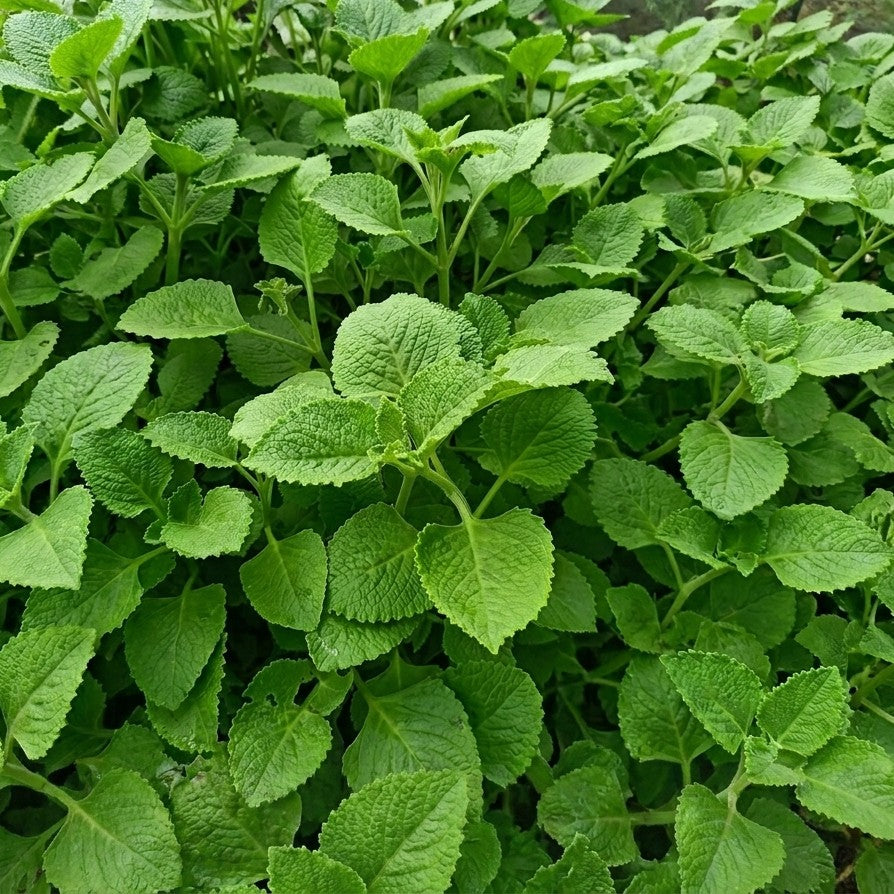 Plectranthus amboinicus – Cuban Oregano | Tropical Medicine Plant